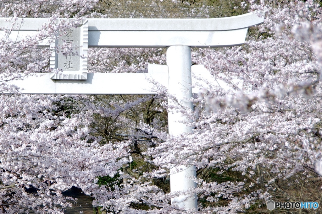 桜に囲まれた鳥居