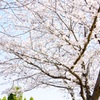 桜～sakura~