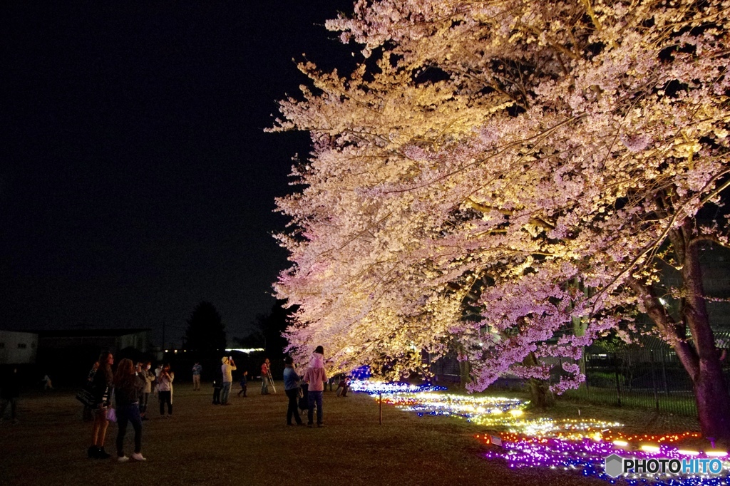 夜桜