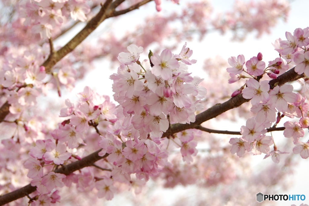 ピンクの桜