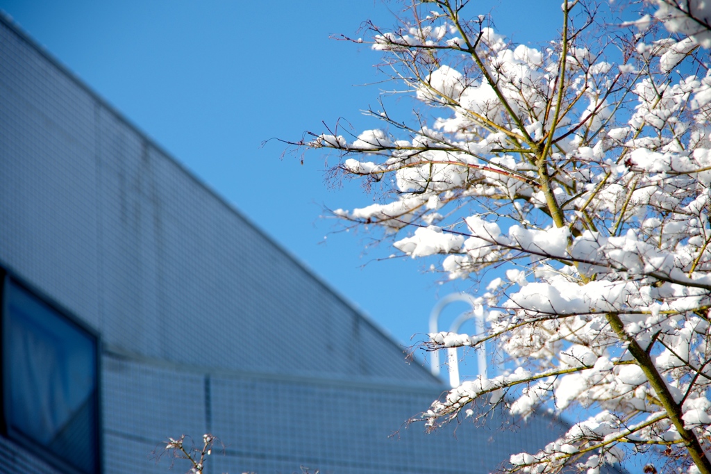 雪の花