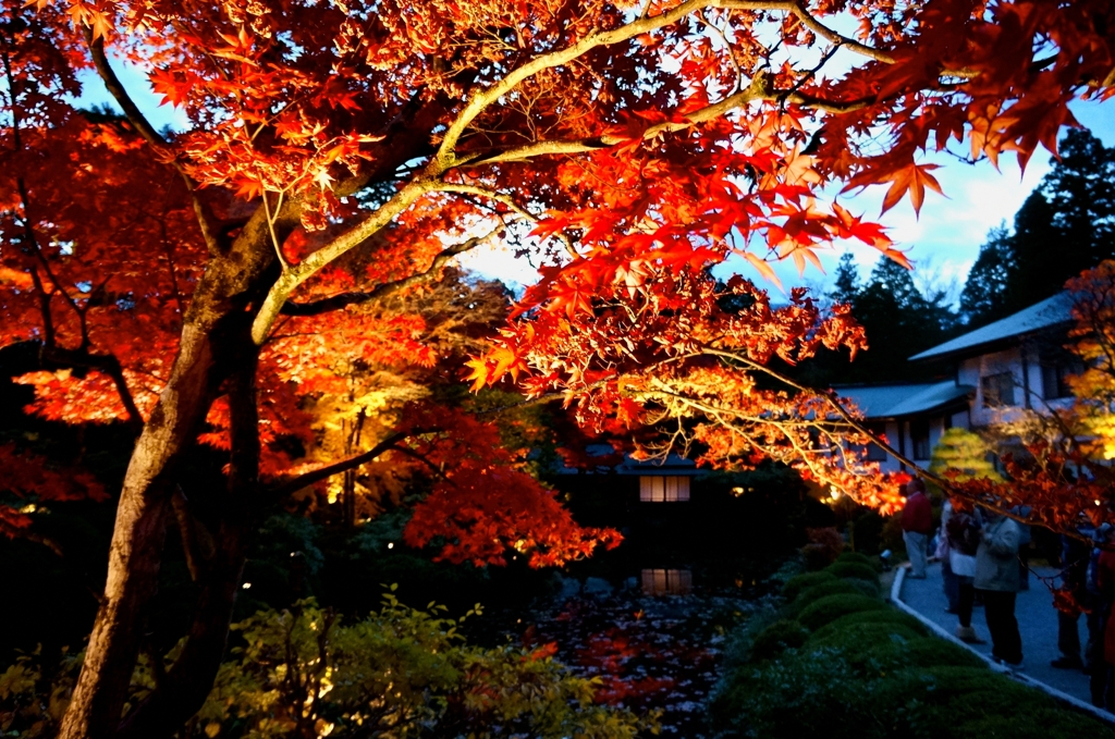 紅葉