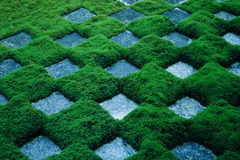 Moss-stone-moss