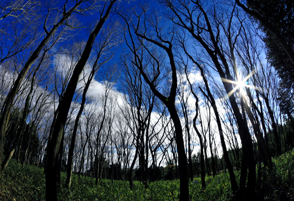forest under the sky