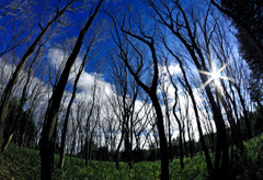 forest under the sky