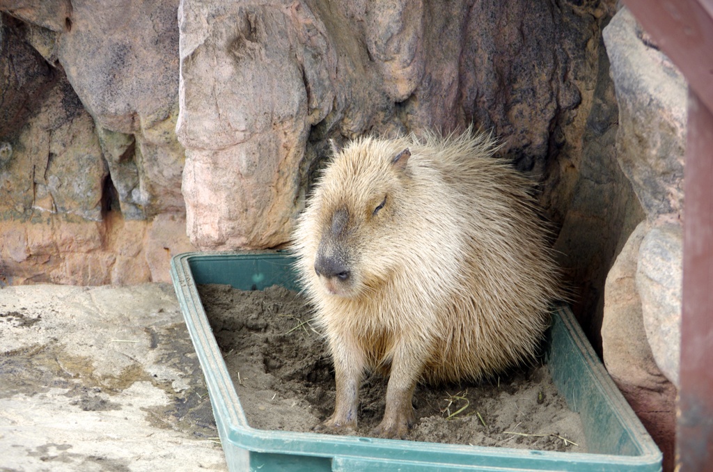 Mr.Capybara