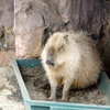 Mr.Capybara