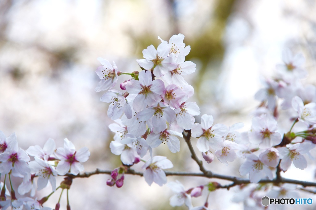 初桜