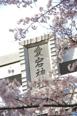 愛宕神社の桜