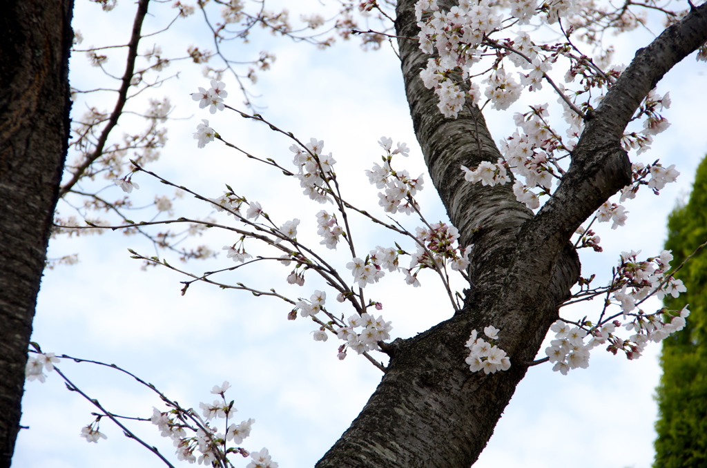 桜～sakura~