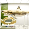 Dear Mr. Shark