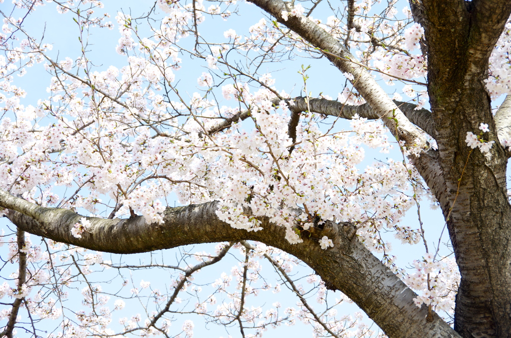 桜～sakura~