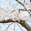 桜～sakura~