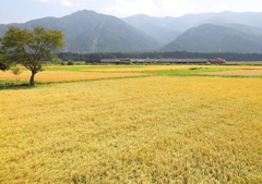 ＳＬ初秋体験号　里の秋