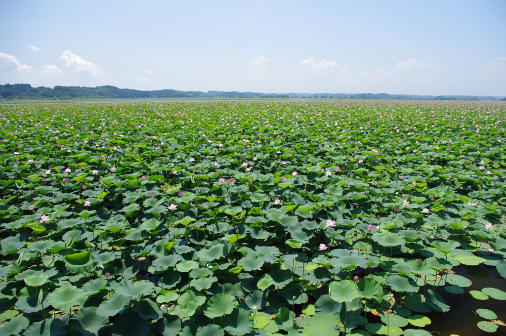 Lotus Lake