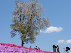 空と木と・・・花