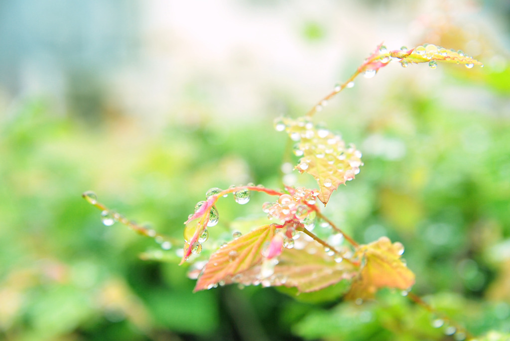 雨上がり