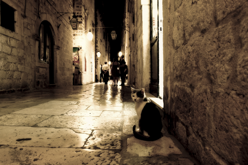 Cat in alley