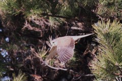 チョウゲンボウ