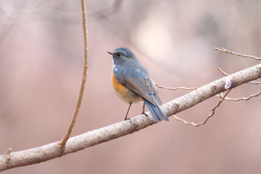 ルリビタキ再び３