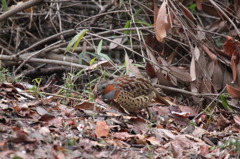 今日のコジュケイ