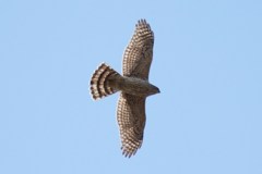 オオタカ！！！