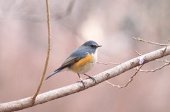 ルリビタキ再び４