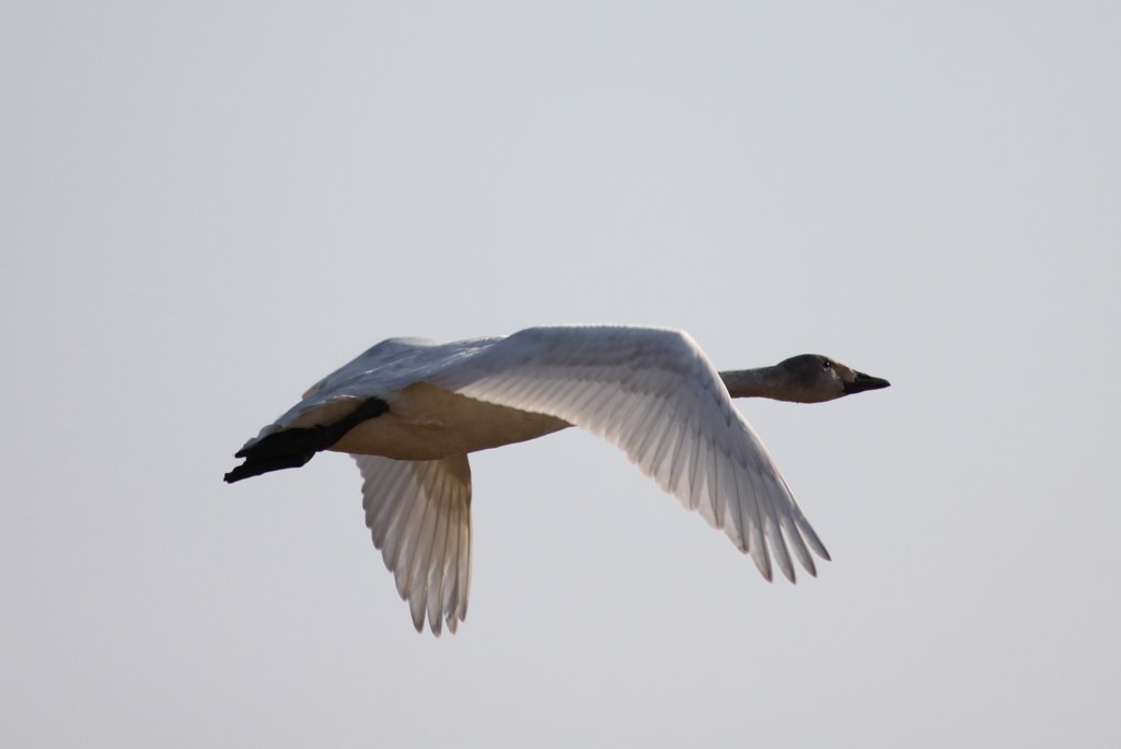 コハクチョウ飛翔