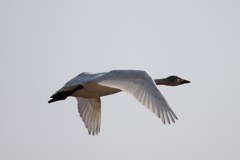 コハクチョウ飛翔