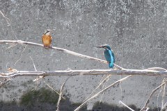 カワセミ２