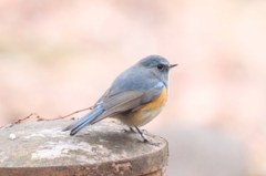 ルリビタキ再び