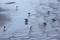 ハマシギの群れ