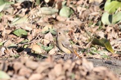 ジョウビタキ♀