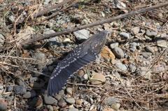 ササゴイ（幼鳥）