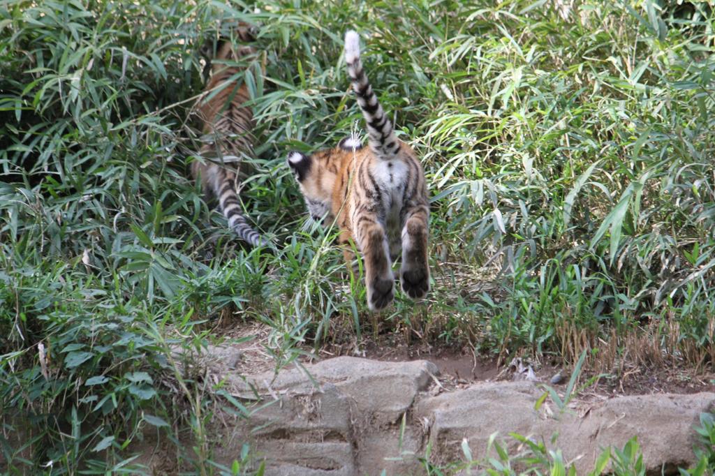 トラじゃんぷ！