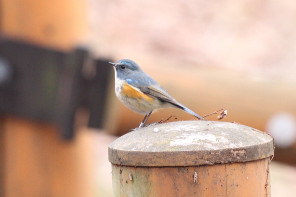 ルリビタキ再び２