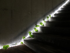 光の階段