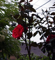赤い薔薇