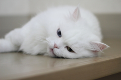 白猫
