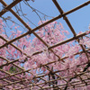 平安神宮　桜