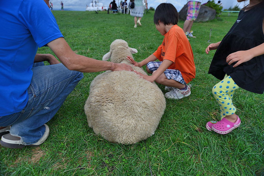 長野県長門牧場のひつじ