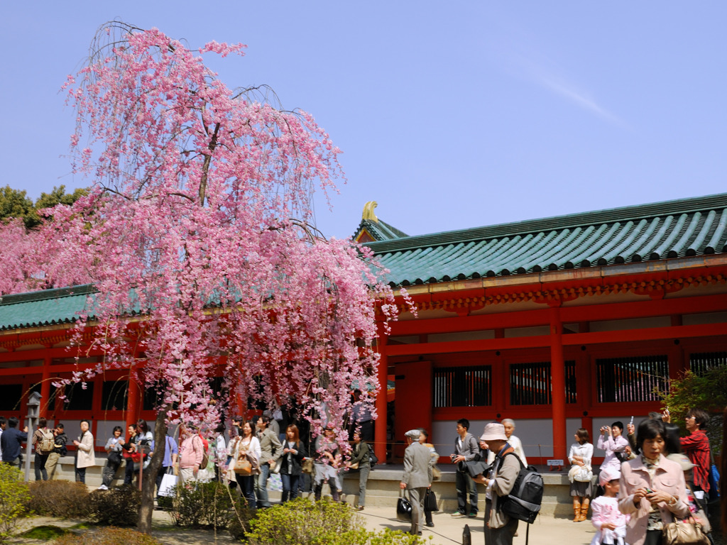 平安神宮　桜