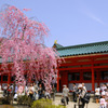 平安神宮　桜