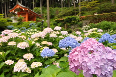 三室戸寺　紫陽花