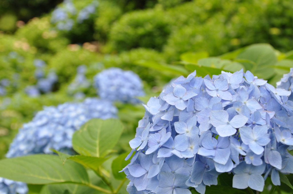 紫陽花