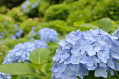 紫陽花