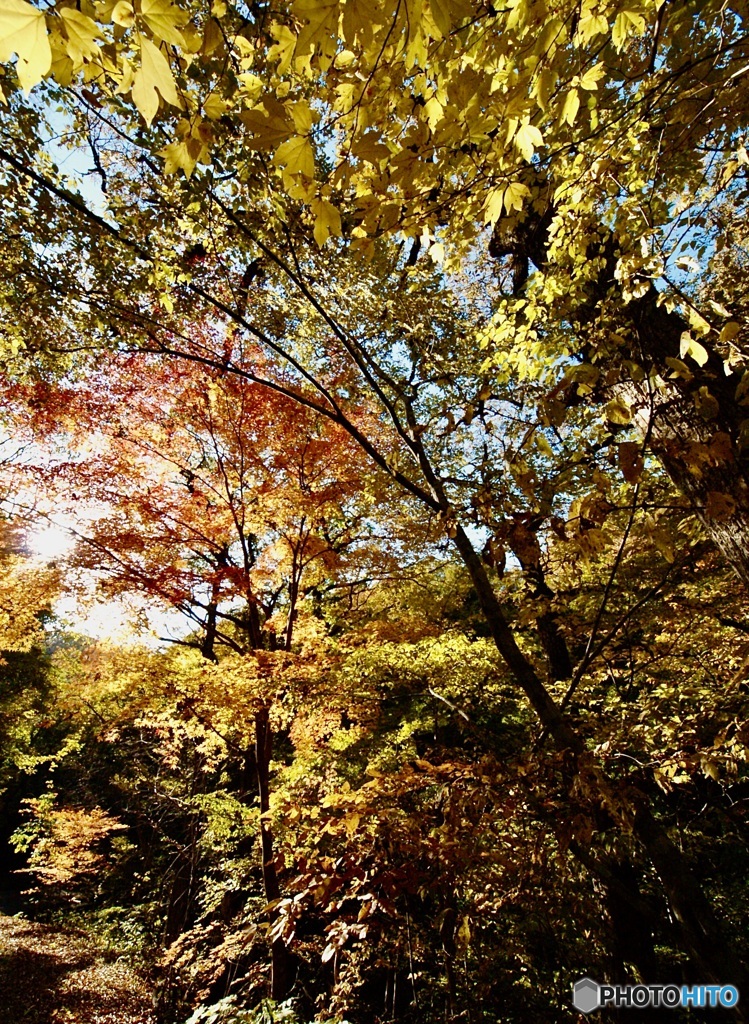 紅く染まれ