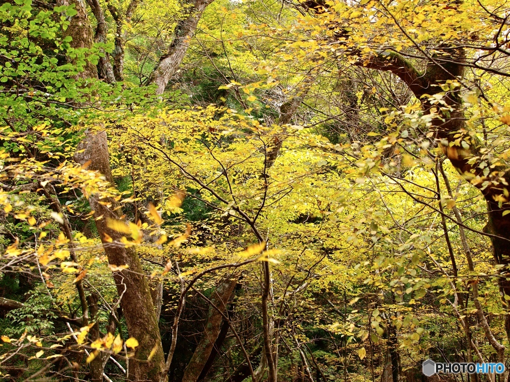黒岳男池の紅葉