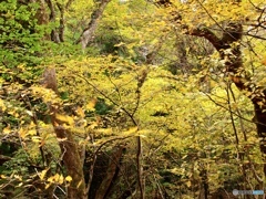 黒岳男池の紅葉