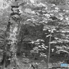 きのこと共存